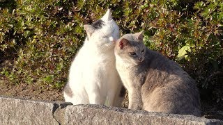 お互いにグルーミングをし合うキジシロ猫と灰色猫