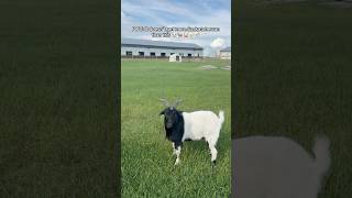 Twin Peaks Creamery in SK | Fresh Farm Ice Cream