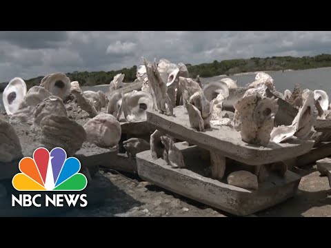Florida Citizen Scientists Are Running Oyster Nurseries To Restore Endangered Habitat