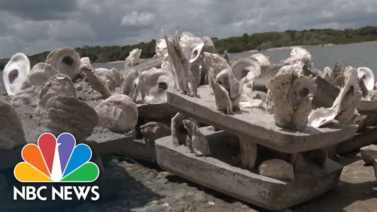 Florida Citizen Scientists Are Running Oyster Nurseries To Restore Endangered Habitat