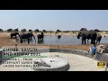 Chobe, Savuti and Khwai 2021: Episode 1 - From Elephant Sands to Chobe National Park