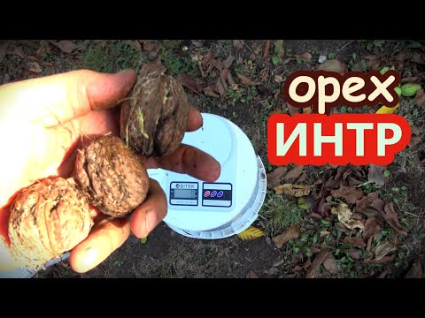 Крупноплодный грецкий орех