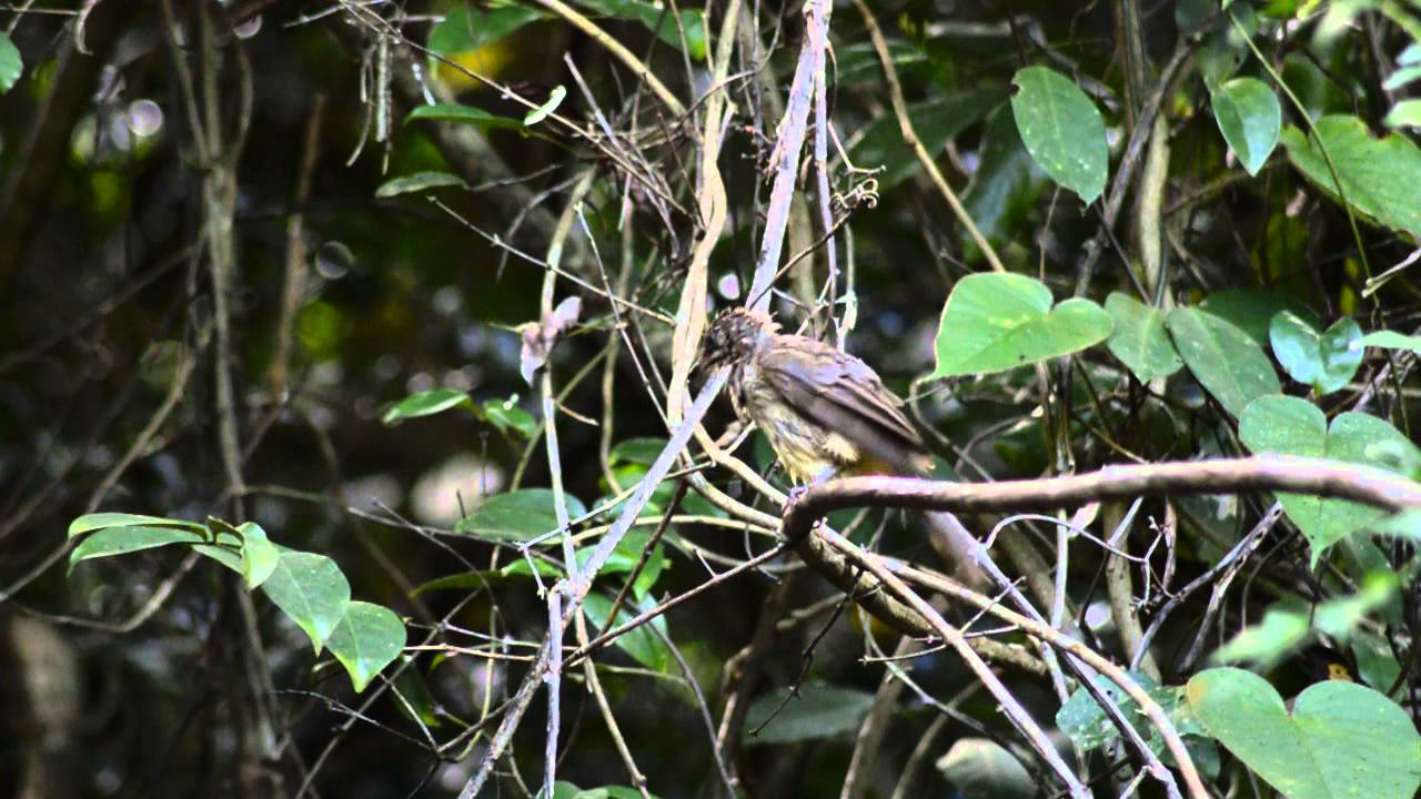 streak-eared bulbul (Pycnonotus blanfordi)