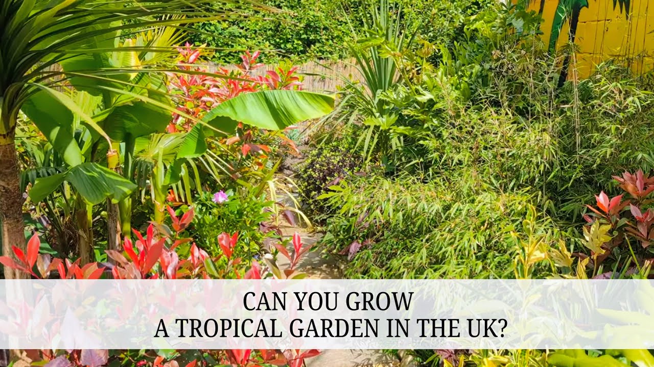 112. Tetrapanax, Trachycarpus, Euphorbia, Fatsia & Cordylines 