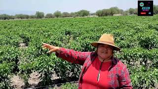 Comiendo Chile Poblano Desde El Campo
