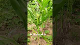 # viral shorts # కారామణి # sweet corn 🌽🌽# బీరకాయ #organic farming#yt# healthy #