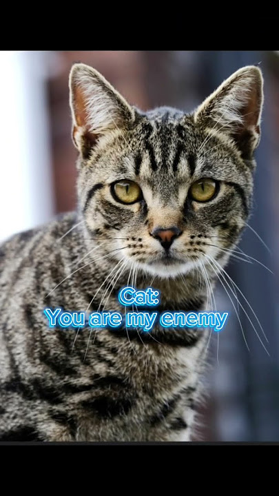 You are my enemy #edit #fire #tatum #viral