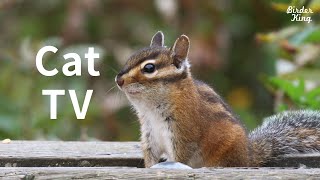 Cat TV: 8 Hours of Autumn Birds and Chipmunks, Water Sounds for Relax.