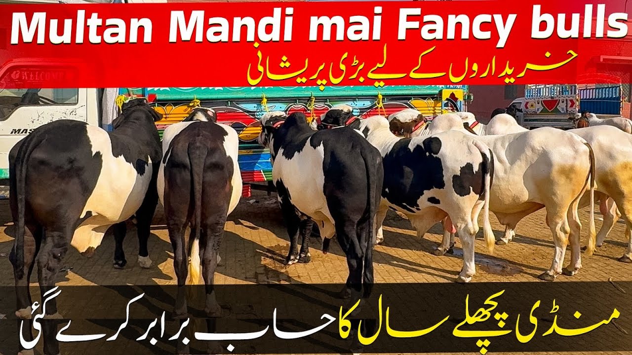 Multan Mandi Saturday Evening Before Aftari updates of Fancy bulls