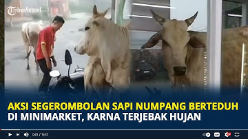 Aksi Segerombolan Sapi Numpang Berteduh di Minimarket saat Hujan, Karyawan Panik Segera Usir