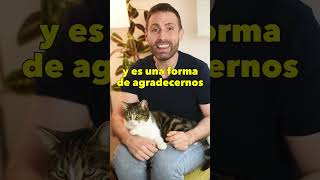 Si tu gato te pone la patita encima... te está dando las gracias 😺🐾💛