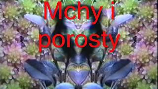 mchy i porosty