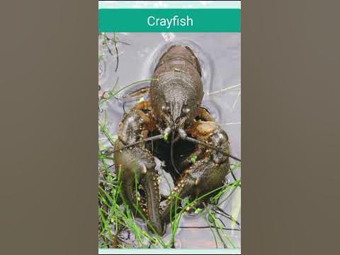 what noise does a crayfish make