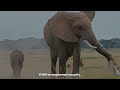 25 years in East Africa: A lifetime of coexistence for people and animals
