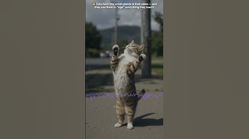 🐾 Why Cats Scratch Everything 😺 It’s Their Signature! #CatFacts #CatToys #CatTok
