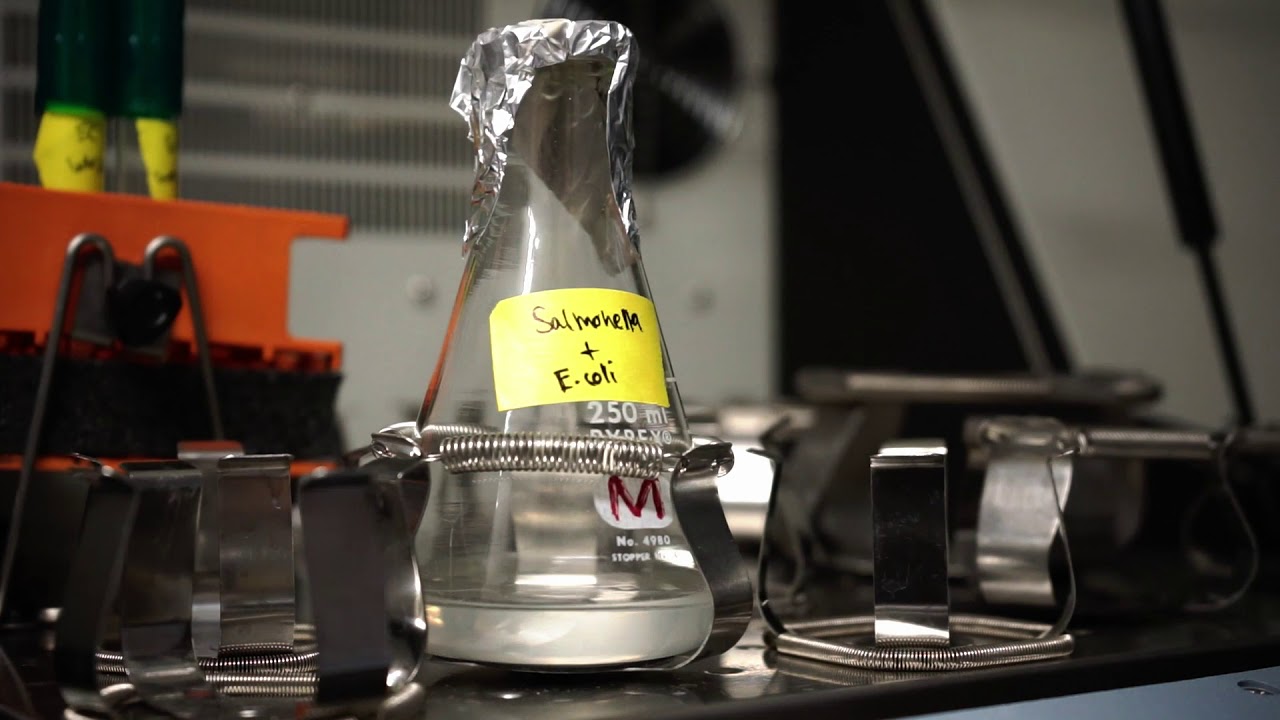 Bacterial Community Culture - Nicole Lerminiaux - University of Regina