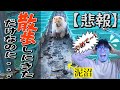 【悲報】どんくさい犬と散歩に行ったらまさかの結果に...【チャウチャウ】