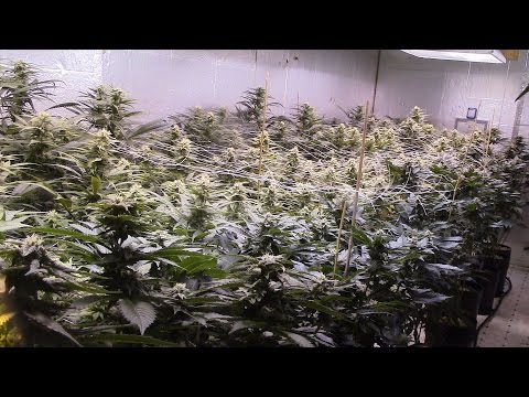 Hydroponic