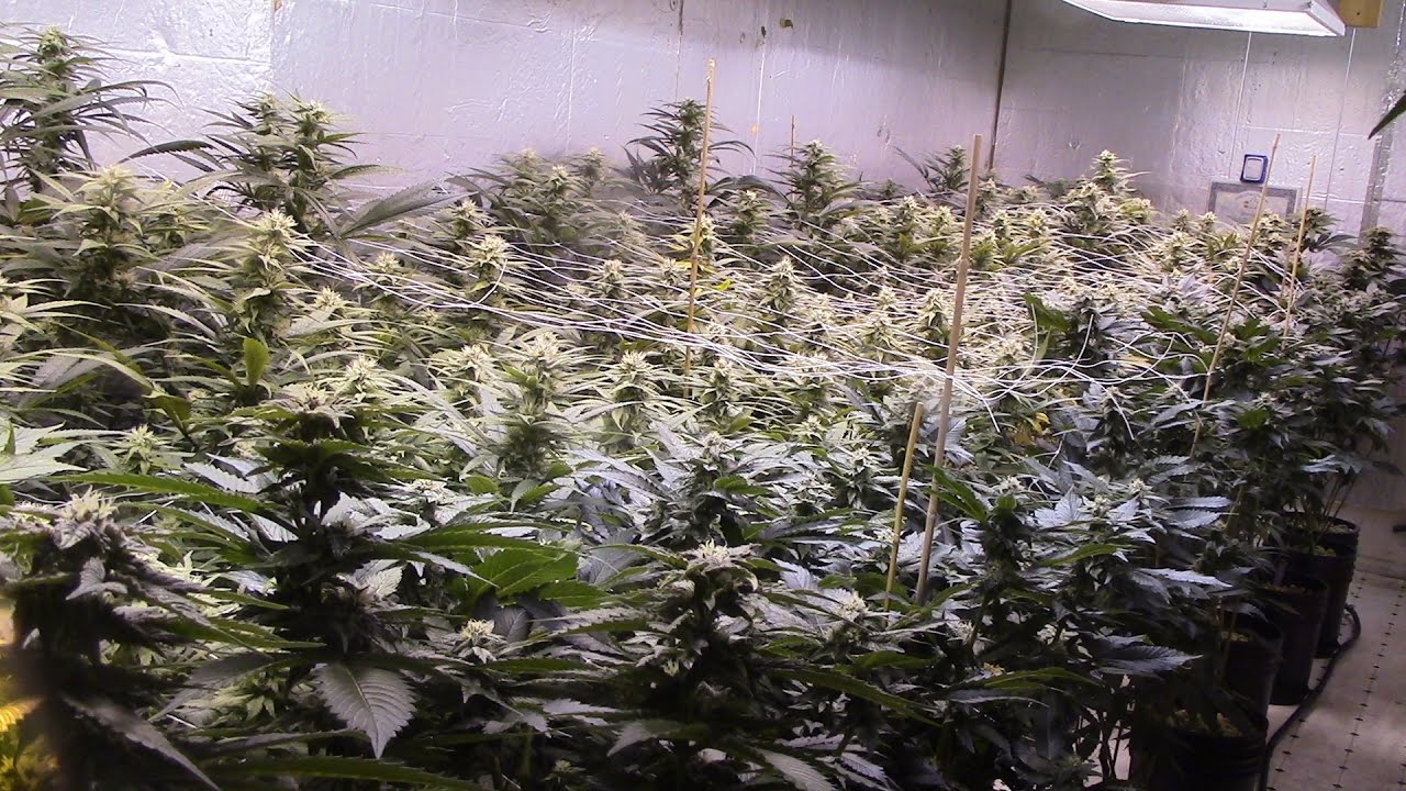 Hydroponic Garden, 5000w, 2 strain 30 site ebb N grow bucket system