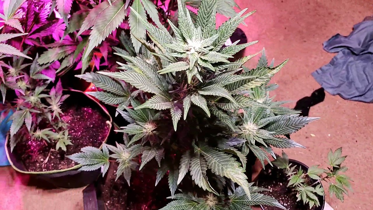 Day #42 Cannabis Northern Lights Clone Flowering