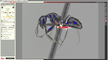 AntWeb Imaging Tutorial: positioning