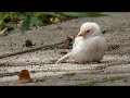 白いスズメに粟玉をあげてみた（ほぼノーカット）【埼玉県北本市】Albino sparrow