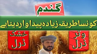 Wheat cultivation, by Moist drill vs dry drill | zikria agri information.
