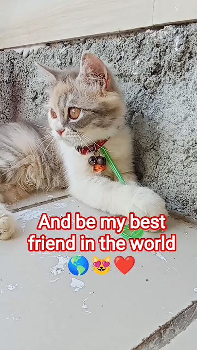 will you be my best friend? 💞 #cat #catshorts #cutecat #short #shortsfeed #shortvideo #kucinglucu