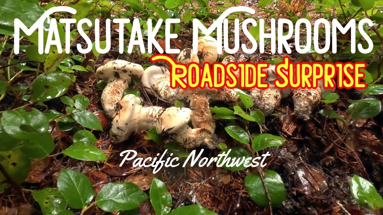 A Roadside Surprise Matsutake (Pine) Mushrooms Gifford Pinchot
