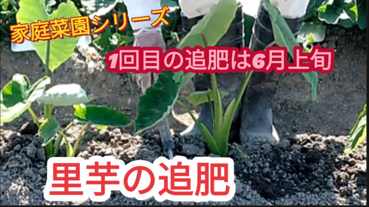 【里芋追肥】1回目の追肥は梅雨に入る前の6月上旬【家庭菜園シリーズ】 - YouTube Best back brace for bulging disk