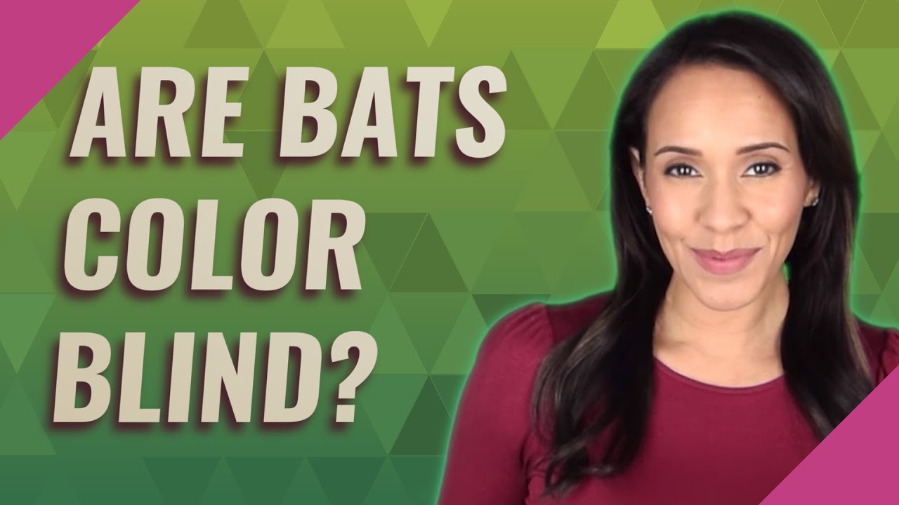 Are bats color blind? - YouTube