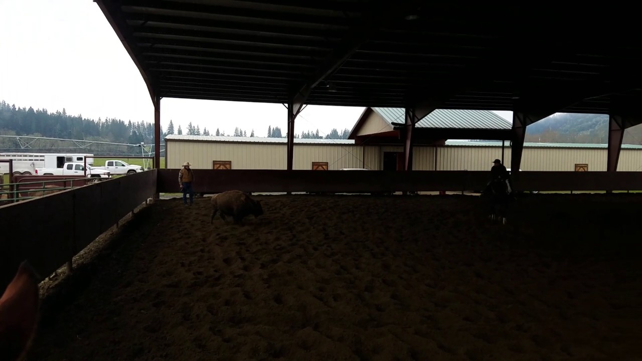 Finished Cutting Horse For Sale YouTube