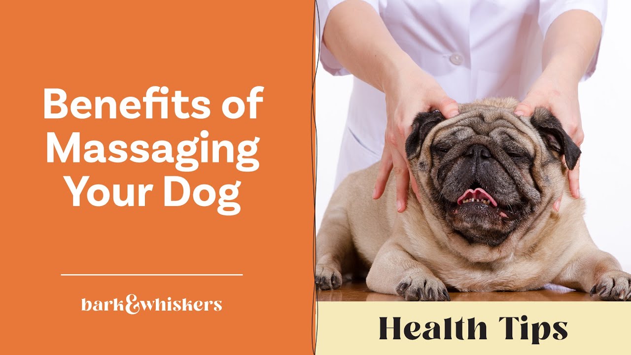 Benefits of Massaging Your Dog