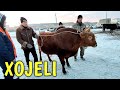 30-ЯНВАРЬ 2022-ЖЫЛ/ХОЖЕЛИ МАЛ БАЗАРЫ/СКОТНЫЙ РЫНОК/BUQALAR/BIG BULLS IN THE WORLD/BIG COW/РЕКОРД БЫК