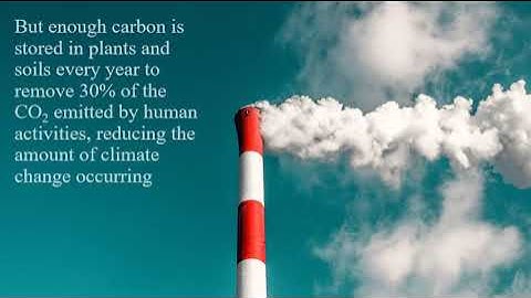 Climate Models Underestimate Carbon Cycling Through Plants