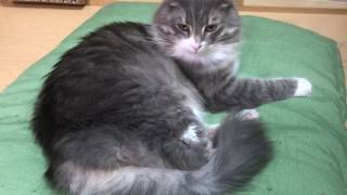 風になびく猫 ノルウェージャンフォレストキャットbend before the wind.Norwegian Forest Cat.
