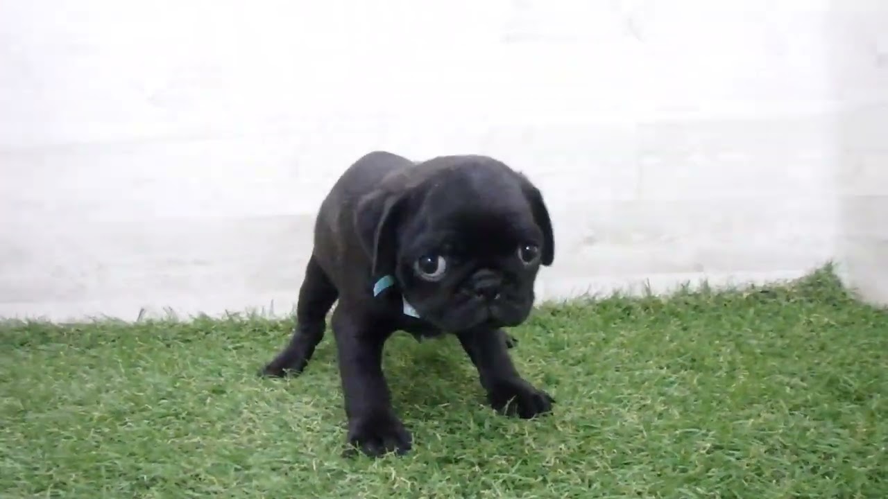 パグ走りおパグさん:ブラックver.(RUN PUG RUN) パグ走りおパグさん:ブラックver.(RUN PUG RUN)