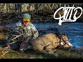 Grunting in a Mature KY Buck** 2020 Bow Kill