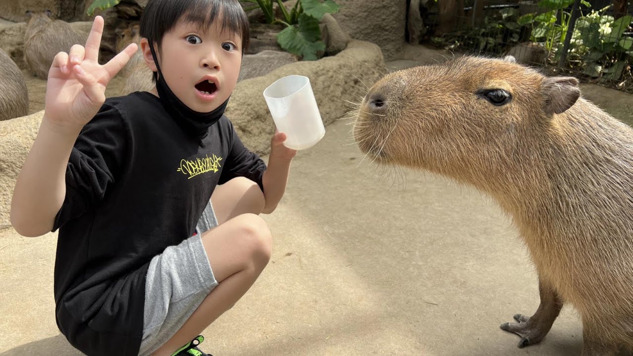 おでかけ 神戸どうぶつ王国 カピバラさんにエサをあげるよ！ レオ