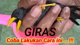 Jalak rio rio muda hutan GIRAS dan GRABAGAN ,Coba dengan Cara ini