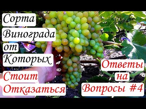 Сорта винограда, от которых стоит отказаться. Ответы на вопросы #4