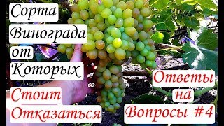 Сорта винограда, от которых стоит отказаться. Ответы на вопросы #4