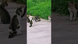 Warning - Kucing Nunggu Jatah . 18