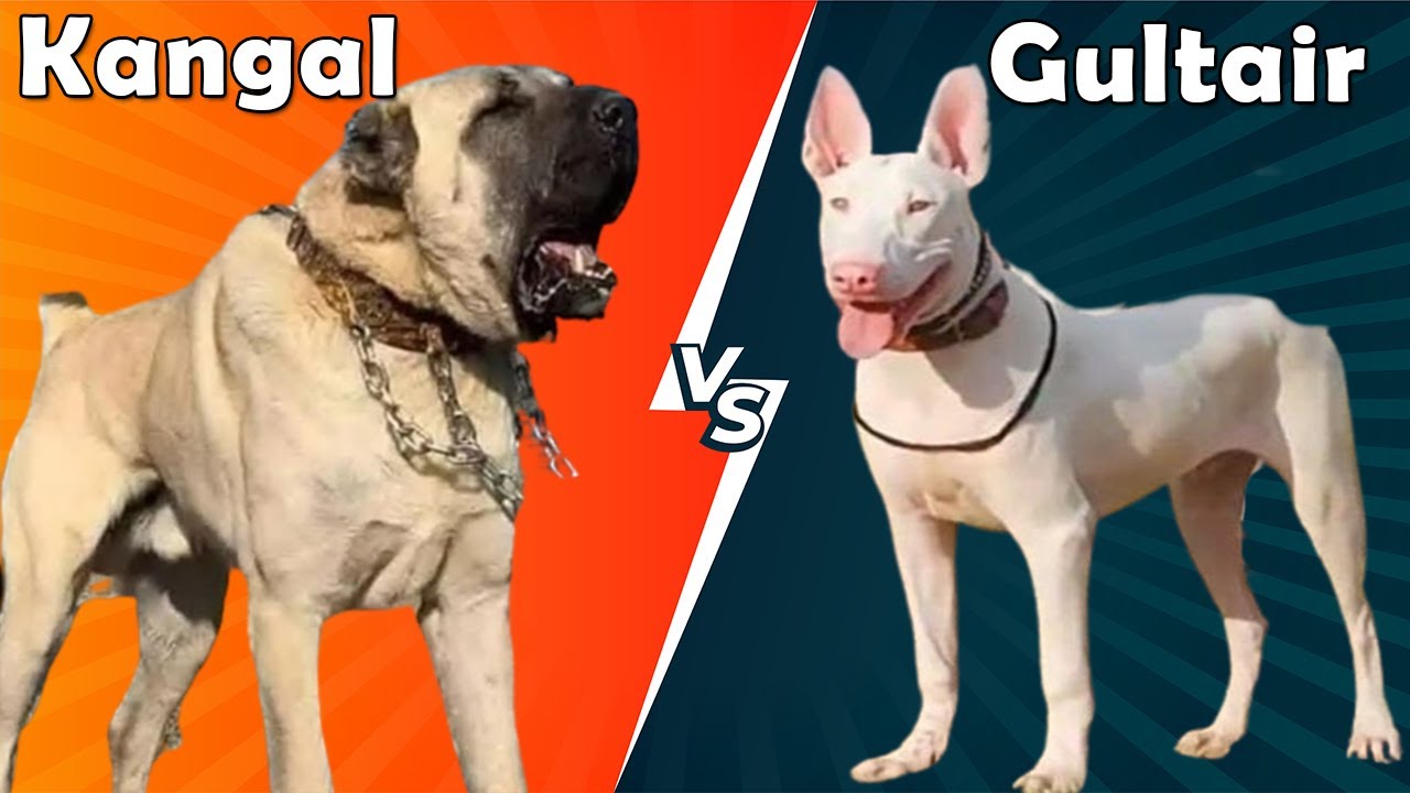 Gultair Dog Vs Turkish Kangal Dog || Dog Vs Dog