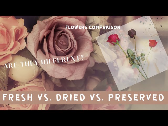 Dried Flowers vs Fresh Flowers: What are the Differences & Which is Better?  – East Olivia