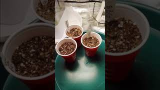 Autoflower grow seedling 🌱 update.  Bloom Plus BP1000 grow lights.