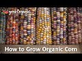 How to Grow Corn Organically