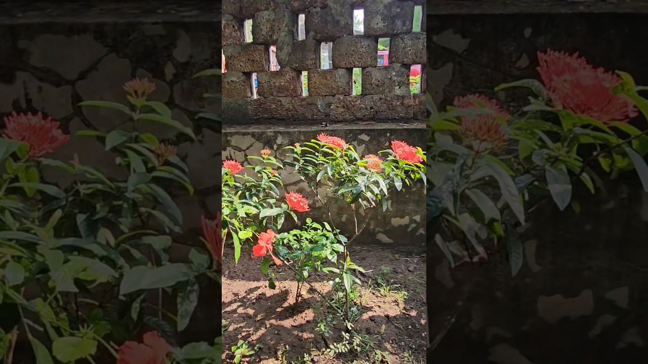 Red 🌺🔴 Poo/Flower bloom 