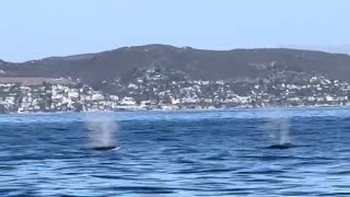 HumpBack Whales Double-Blow Breath during Ocean Adventures Whale Watching Trip