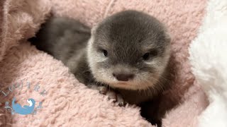 Baby Otter Secretly Training for Revenge
